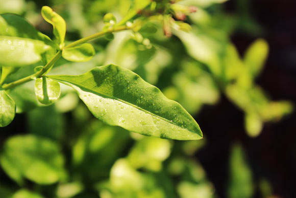 Taking care of your trees in winter